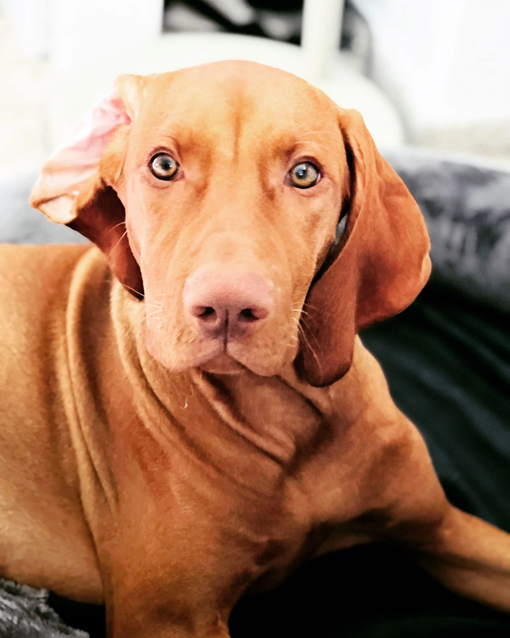 Hermine, die Magyar-Vizsla-Hündin der Familie Bender